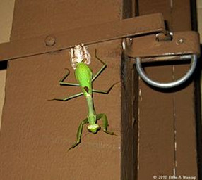 Mantis and eggs